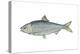 American Shad (Alosa Sapidissima), Fishes-Encyclopaedia Britannica-Stretched Canvas