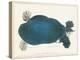 American Softshell Turtle or Trionyx, Formerly Called Blue Turtle, 1881 (Graphite and Watercolour)-Aloys Zotl-Premier Image Canvas