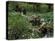 American Soldiers Wade Through Marshy Area During the Vietnam War-Paul Schutzer-Premier Image Canvas