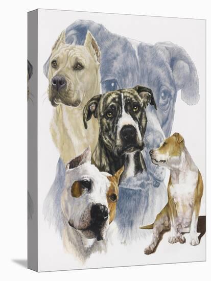 American Staffordshire Terrier-Barbara Keith-Premier Image Canvas