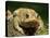 American Toad on Log, Eastern USA-Maresa Pryor-Premier Image Canvas