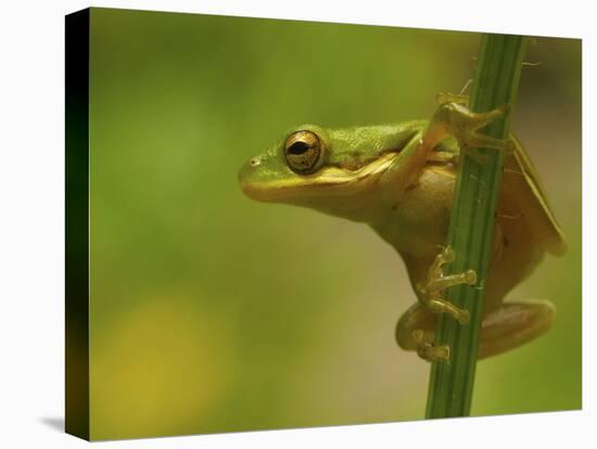 American Tree Frog in a Garden in Fuquay Varina, North Carolina-Melissa Southern-Premier Image Canvas