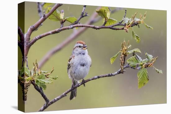 American Tree Sparrow Singing-Ken Archer-Premier Image Canvas