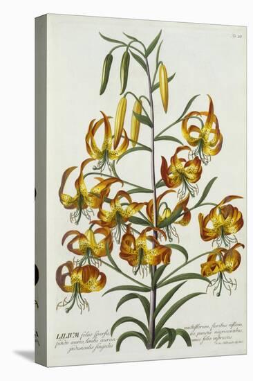 American Turkscap Lily, C.1740-Georg Dionysius Ehret-Premier Image Canvas
