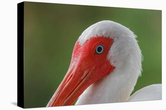 American white ibis. Myakka River State Park, Florida-Adam Jones-Premier Image Canvas