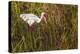 American White Ibis-Richard T. Nowitz-Premier Image Canvas