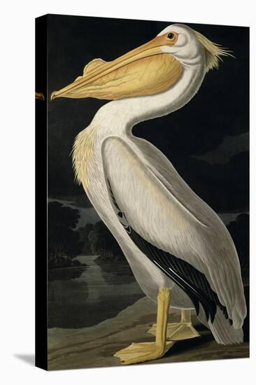 American White Pelican, from Birds of America, Engraved by Robert Havell-John James Audubon-Premier Image Canvas