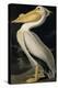 American White Pelican, from Birds of America, Engraved by Robert Havell-John James Audubon-Premier Image Canvas
