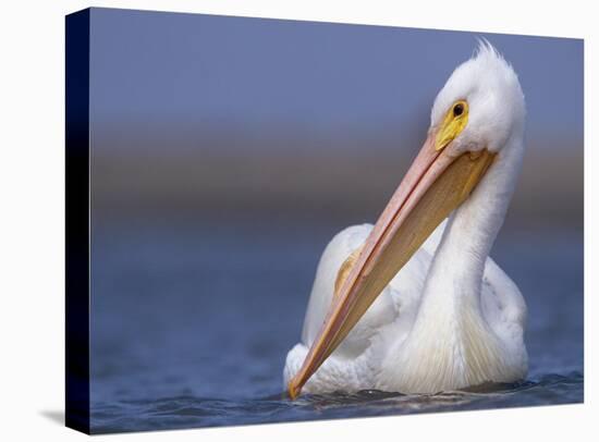 American White Pelican North America-Tim Fitzharris-Stretched Canvas