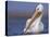 American White Pelican North America-Tim Fitzharris-Stretched Canvas