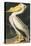 American White Pelican, Pelecanus Erythrorhynchos, from the Birds of America by John J. Audubon, Pu-John James Audubon-Premier Image Canvas