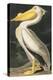 American White Pelican, Pelecanus Erythrorhynchos, from the Birds of America by John J. Audubon, Pu-John James Audubon-Premier Image Canvas