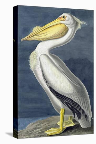 American White Pelican, Pelecanus Erythrorhynchos, from the Birds of America by John J. Audubon, Pu-John James Audubon-Premier Image Canvas