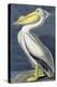 American White Pelican, Pelecanus Erythrorhynchos, from the Birds of America by John J. Audubon, Pu-John James Audubon-Premier Image Canvas