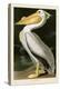 American White Pelican-John James Audubon-Stretched Canvas