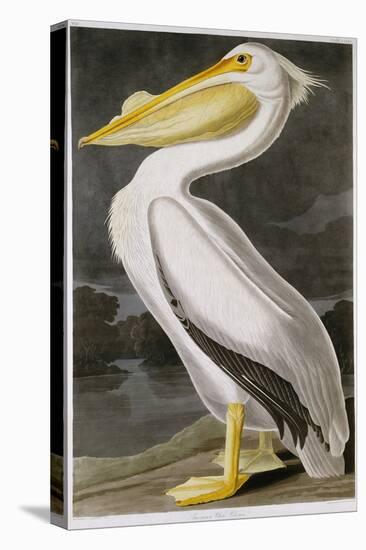 American White Pelican-John James Audubon-Premier Image Canvas