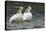 American White Pelicans-Ken Archer-Premier Image Canvas