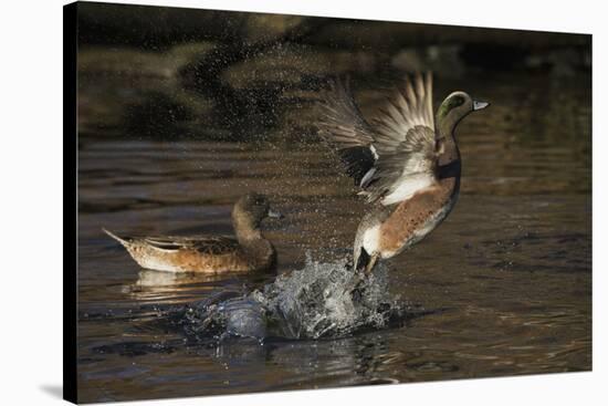 American Wigeon flying-Ken Archer-Premier Image Canvas