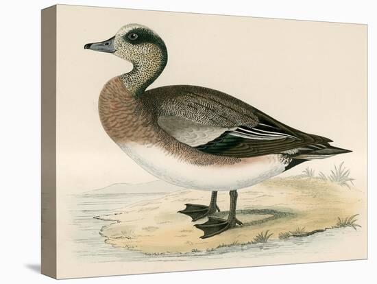 American Wigeon-Beverley R. Morris-Premier Image Canvas