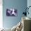 Amethyst Crystals-Lawrence Lawry-Premier Image Canvas displayed on a wall