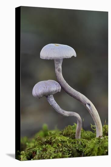 Amethyst deceiver toadstools growing up from mossy log, Buckinghamshire, England, UK-Andy Sands-Premier Image Canvas