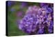 Amethyst-Viviane Fedieu Daniel-Premier Image Canvas