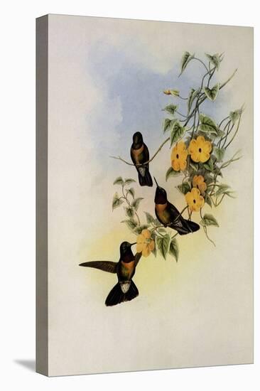 Amethystine Sun Angel, Heliangelus Amethysticollis-John Gould-Premier Image Canvas