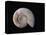 Ammonite Fossil-Walter Geiersperger-Premier Image Canvas