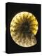 Ammonite Fossil-Layne Kennedy-Premier Image Canvas