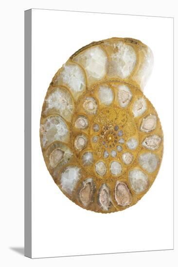 Ammonite Fossil-Lawrence Lawry-Premier Image Canvas