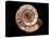 Ammonite Fossil-Kaj Svensson-Premier Image Canvas