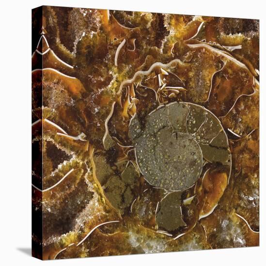 Ammonite - Spiral-Assaf Frank-Stretched Canvas