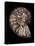 Ammonite-Gavin Kingcome-Premier Image Canvas