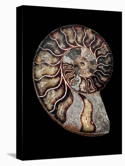 Ammonite-Gavin Kingcome-Premier Image Canvas