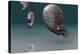 Ammonites-Christian Darkin-Premier Image Canvas