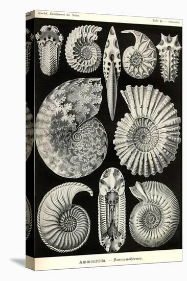 Ammonites-Ernst Haeckel-Stretched Canvas