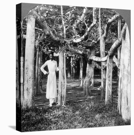 Among the Roots of a Banyan Tree, Calcutta, India, 1900s-Underwood & Underwood-Premier Image Canvas