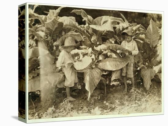 Amos 6 and Horace 4 Worm and Sucker Tobacco Plants All Day for their Father John Neal at Warren Cou-Lewis Wickes Hine-Premier Image Canvas