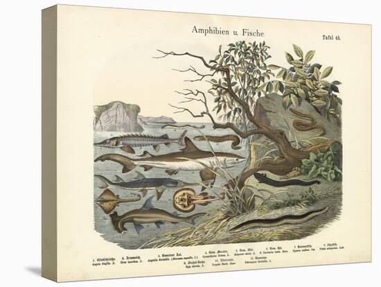 Amphibians and Fishes, C.1860-null-Premier Image Canvas