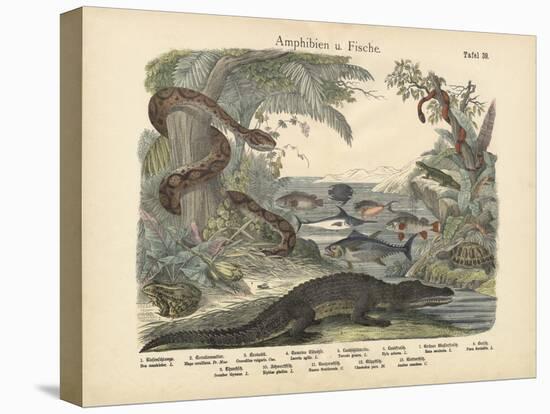 Amphibians and Fishes, C.1860-null-Premier Image Canvas