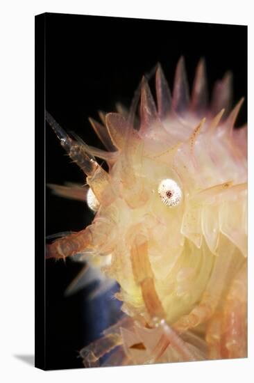 Amphipod Crustacean-Alexander Semenov-Premier Image Canvas