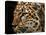 Amur Leopard Copy-Lori Hutchison-Premier Image Canvas