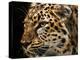 Amur Leopard Copy-Lori Hutchison-Premier Image Canvas