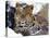 Amur Leopard Endangered Species-null-Premier Image Canvas