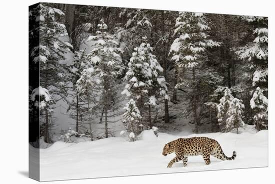 Amur Leopard in winter.-Adam Jones-Premier Image Canvas