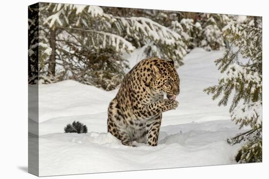 Amur Leopard in winter.-Adam Jones-Premier Image Canvas