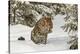 Amur Leopard in winter.-Adam Jones-Premier Image Canvas