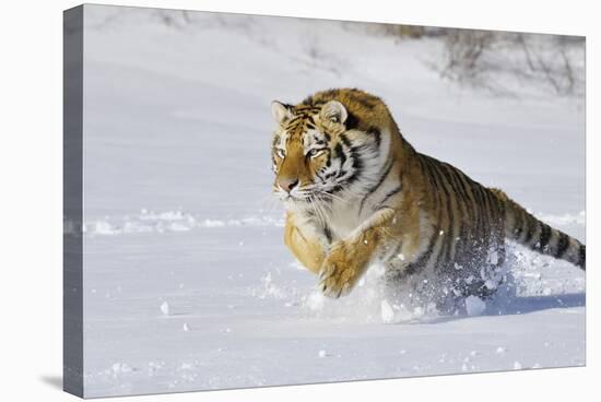 Amur Tiger in Winter Snow-null-Premier Image Canvas