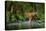 Amur Tiger Walking in the Water. Dangerous Animal, Taiga, Russia. Animal in Green Forest Stream. Gr-Ondrej Prosicky-Premier Image Canvas