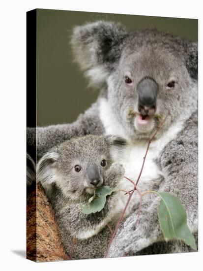 An 8-Month-Old Koala Joey-null-Premier Image Canvas